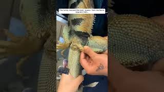 This family rescued the poor iguana from the tlerce dog then  anima [upl. by Llatsyrc]