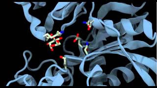 Glucokinase conformational change and binding [upl. by Ydnir]