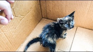 RESCATE DE GATITO BEBÉ ABANDONADO EN LA CALLE [upl. by Cloots]