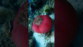 Sea anemone and anemone fish [upl. by Notnroht]