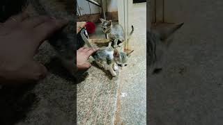 Duty se Ane ke bad kuch pal billi ke baccho ke sath masti [upl. by Suirtemed200]