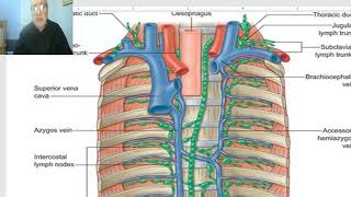 Introduction to anatomy for paramedical students Lymphatic system  by Dr Wahdan [upl. by Ennaeed304]