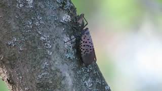 Spotted Lanternfly Walks Up a Tree [upl. by Curtis]