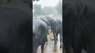 Nain Dairy Farm ❣️ bollywood song hindisong oldisgold romantic lovesong music [upl. by Bell]