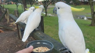 Lunch time for our loved cockatoos 🇦🇺❤️ viral fyp feedthebirds birds wildlife [upl. by Mal]