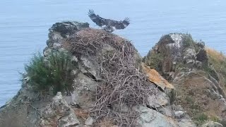 West End Eagles Landing like a pro on the old nest  exploreorg 06032024 [upl. by Franek]