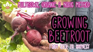 Growing Beetroot  Multisown  Seed To Harvest 🌿 Complete Growing Guide [upl. by Solraced]