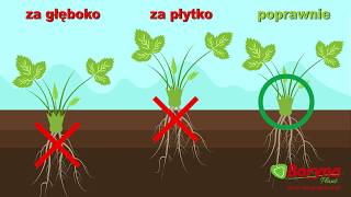 Jak sadzić truskawki [upl. by Atte880]