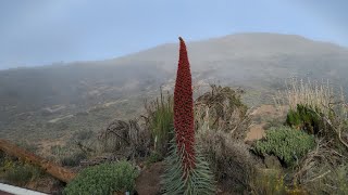 Kakaibang Uri ng Bulaklak  Echium wildpretii in Teide Tenerife Spain [upl. by Oiramal]