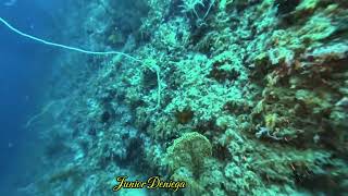 The Giant Trevally Patrolling The Area Looking For Prey And The Giant Sea FanIn Moalboal Cebu 🇵🇭 [upl. by Aener]