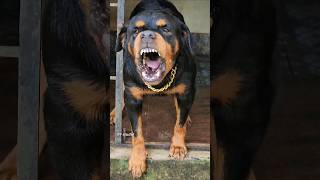 angry dog barking sound funnyanimal angry angryanimal rottweilerpuppy angrypuppy angrydog dog [upl. by Eanehs988]