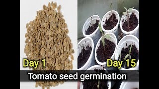 How to germinate tomato seeds grow tomato seedlings [upl. by Flan]