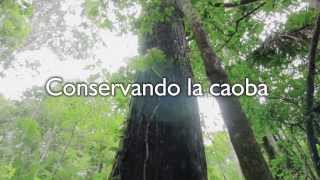 ITTO CITES Mahogany conservando la caoba Long version in Spanish [upl. by Pathe334]