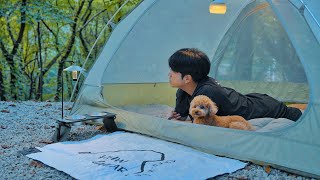 Solo Camping in Healing Forest with My Dog  Cozy Relaxing in the Tent  Forest Birds ASMR [upl. by Ahtenak]