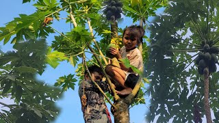 Harvest papaya and flowers in the garden  bring to market to sell  Chuc ha diep [upl. by Debbi]