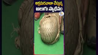 అక్రమరవాణా చేస్తున్న అలుగు స్వాధీనం [upl. by Hgierb]