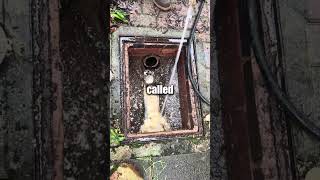 shocking blocked drain ever  😱 [upl. by Rebmeced]