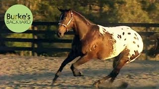 Burkes Backyard Appaloosa Road Test [upl. by Renaldo356]