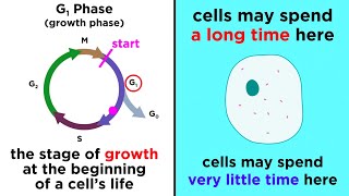 The Cell Cycle and its Regulation [upl. by Shalne]