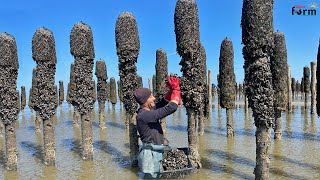 Farmers Raise amp Harvest Billions of Mussels This Way  Mussel Farm [upl. by Eizeerb153]