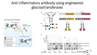 Antiinflammatory antibody using engineered glycosyltransferases Code 686 [upl. by Jeno79]