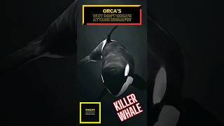 Orcas  Do You Know Why Orcas Dont Attack Humans [upl. by Kassie]