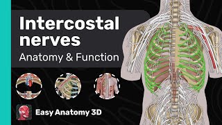 Intercostal Nerves Anatomy amp Function  Thoracic Nerves  Easy Anatomy [upl. by Popper924]