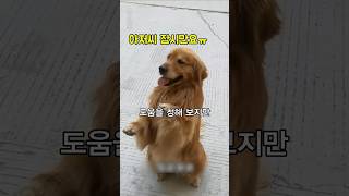 하수구에 빠진 새끼 강아지 직접 구출한 똑똑한 댕댕이 [upl. by Sherer177]