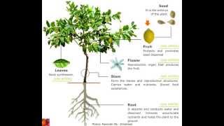 Parts of plants What are the plant parts [upl. by Berl]