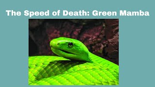 The Green Mamba Exposed [upl. by Llecrad]