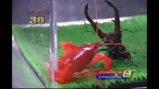 HOMARD GÉANT AMÉRICAIN VS SCARABÉE MEXICAIN combat dinsectes [upl. by Wester361]