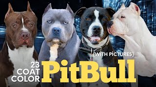 Pitbull Colors 23 Coat Color Variations Explained With Pictures [upl. by Idnym]