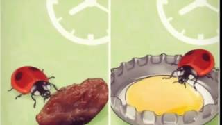 What Do Ladybugs Eat  The fact about lady bugs [upl. by Fifi]