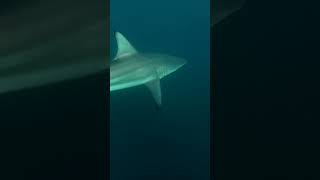 Shark vs Sardines NikonSA [upl. by Manbahs]