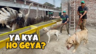 Biggest Dog in the World  Farm House Main Dog Aa Giya [upl. by Lonyer]