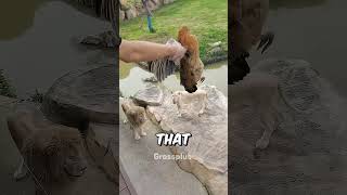 Feeding a lion at the zoo shorts science [upl. by Harriet]