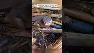 This lost baby otter was rescued by a kind man and became his pet animalshorts otter [upl. by Suiraj]