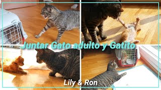 Como juntar GATO ADULTO y GATITO [upl. by Savory]