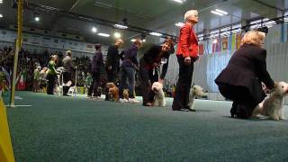 World Dog Show 2009 [upl. by Ahserak]