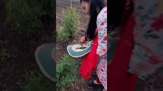 poojasmarathichannel villagevlog villagefood villager supportmychannel subscribe [upl. by Abbot]