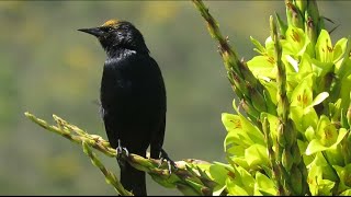 Hermoso TORDO Curaeus curaeus cantando sobre un Chagual Puya chilensis [upl. by Relly]