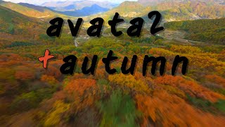 avata2  autumn djiavata2fpv jeb [upl. by Ilera]