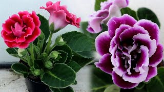 How to grow Gloxinia from a leaf  Propagating Gloxinia from leaf cutting [upl. by Dimmick]