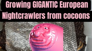 Growing GIGANTIC European Nightcrawlers from cocoons [upl. by Eiramanna]