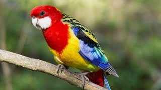 Eastern Rosella  A colorful visitor in my garden [upl. by Arbe]