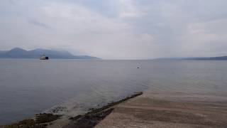 Wild Otter in Kilbrannan Sound Scotland [upl. by Gemoets]