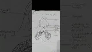 Respiratory system of frog diagram [upl. by Pitchford960]