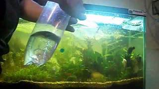 How To Acclimate A Fish To An Aquarium [upl. by Cid]