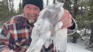 Ptarmigan Hunting Got My Daily Limit [upl. by Rogerg]