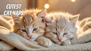 Cutest Sleepy Kittens  Sweet Dreams Sleepy kittens being cute and Lazy cat catlife [upl. by Whiting]